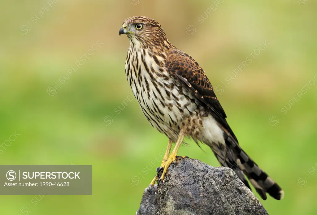 Immature Cooper´s Hawk Accipiter cooperii perched on rock, Victoria British, Columbia, Canada