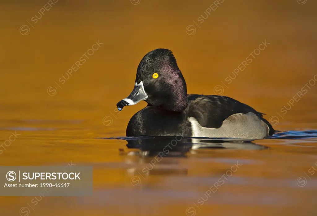 Male Ring_necked Duck Aythya collaris at Kings Pond, Victoria British Columbia, Canada