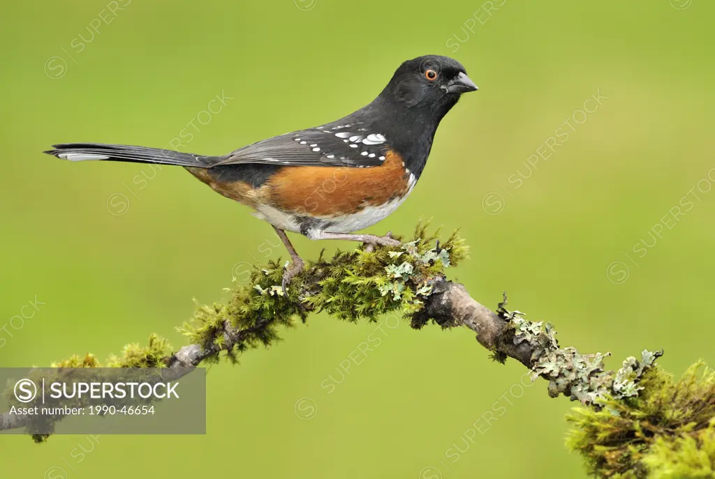 Spotted Towhee Pipilo maculatus on perch in Victoria, British Columbia, Canada