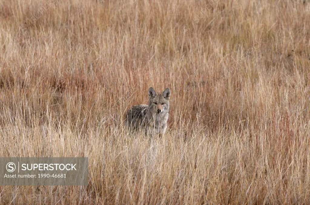 Coyote standing in tall prairie grass, Wind Cave National Park, South Dakota, United States of America.