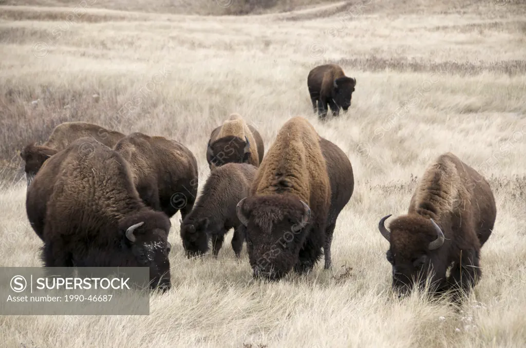 American Bison Bison bison in mixed grass prairie habitat, Wind Cave National Park, South Dakota, United States of America.