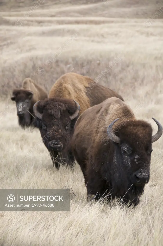 American Bison Bison bison on grasslands, Wind Cave National Park, South Dakota, United States of America.