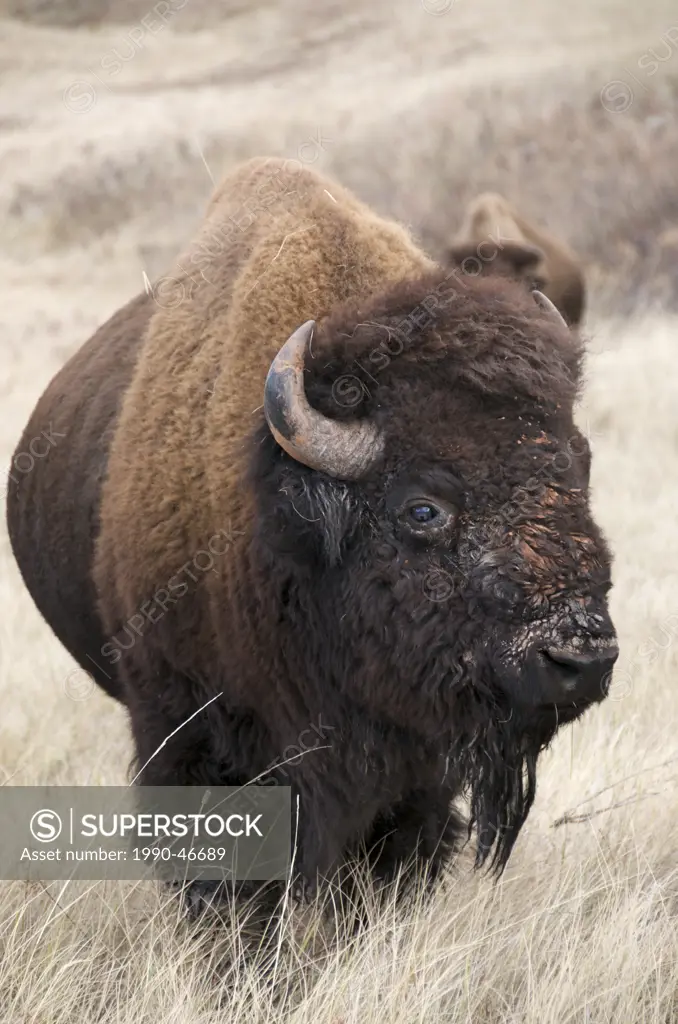 American bison bull Bison bison, Wind Cave National Park, South Dakota, United States of America.