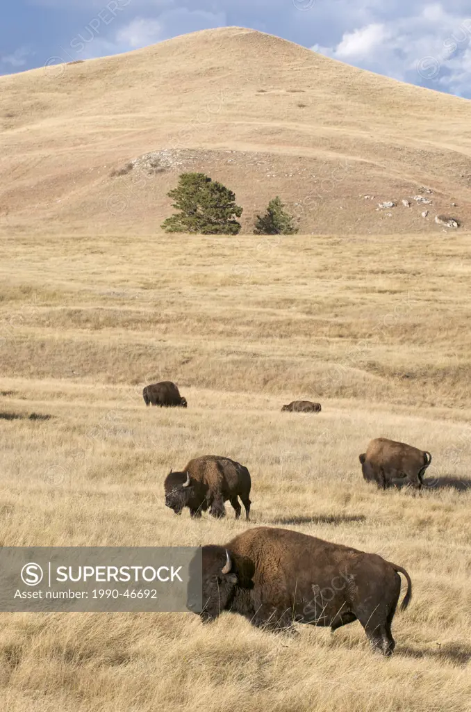 Scene of herd of American Bison in mixed grass prairie habitat. Bison bison Also commonly known as the American buffalo. Wind Cave National Park. Sout...