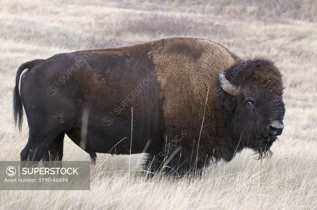 American Bison Bison bison feeding in tall grass while watching with alert eyes, Wind Cave National Park, South Dakota, United States of America.
