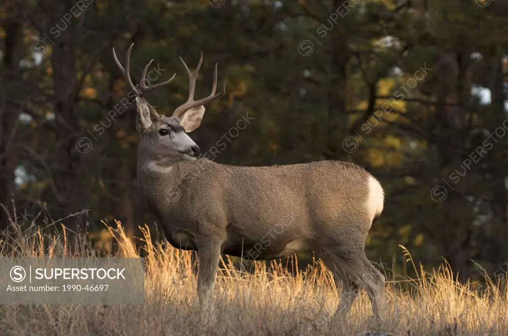 Mule deer Odocoileus hemionus buck standing in tall grass, Custer State Park. South Dakota, United States of America.