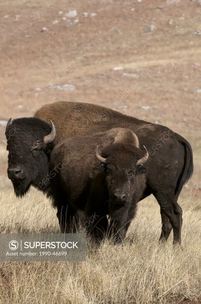 American bison bull and cow Bison bison, Wind Cave National Park, South Dakota, United States of America.