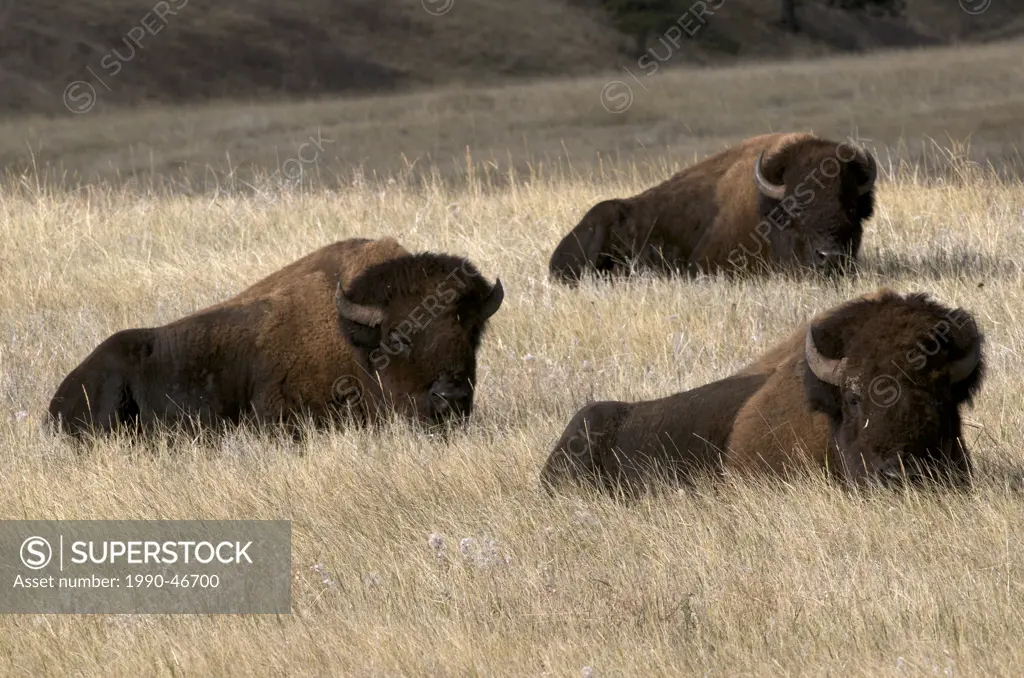 American bison bulls Bison bison, Wind Cave National Park, South Dakota, United States of America.