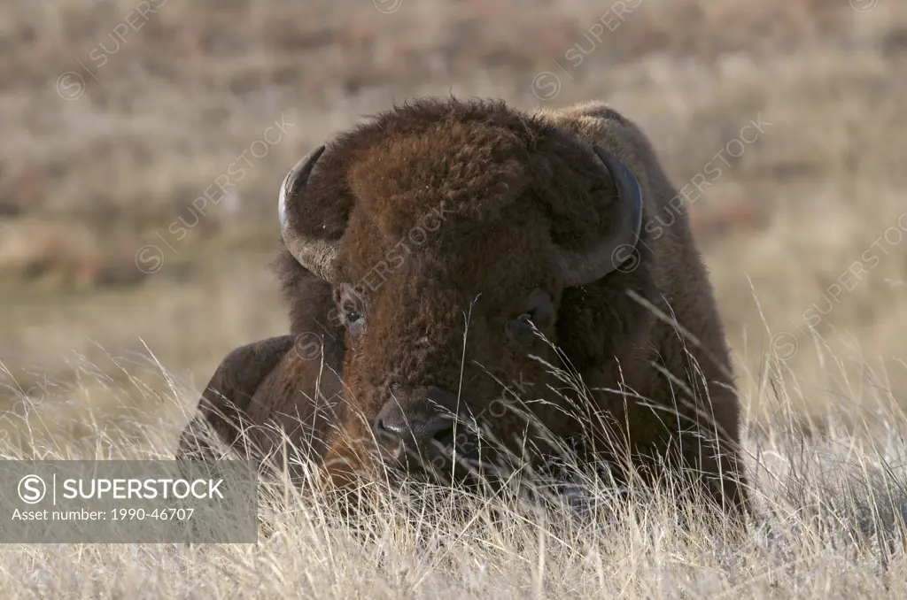 American bison bull Bison bison lying in grass, Wind Cave National Park, South Dakota, United States of America.