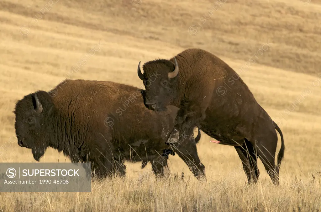 American bison Bison bison bulls, Wind Cave National Park, South Dakota, United States of America.