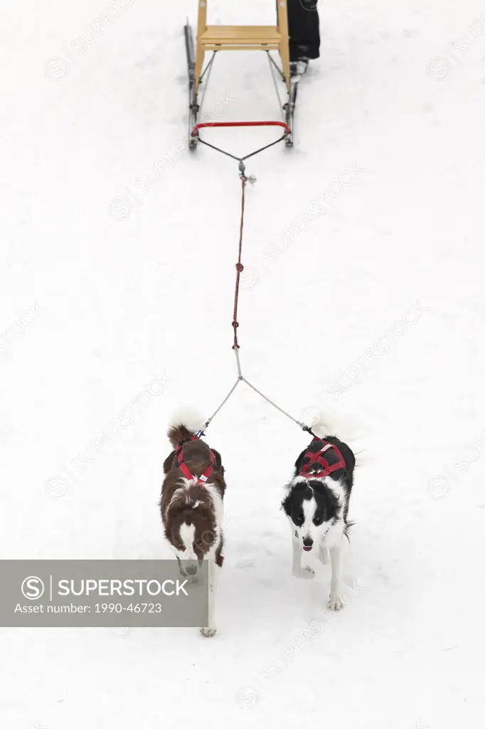 Dogs pulling a kick sled, Winnipeg, Manitoba, Canada.