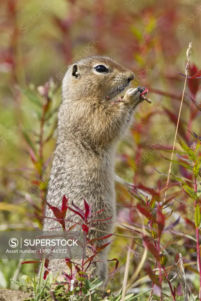 Arctic ground squirrel Spermophilus parryii, standing at burrow among fireweed Epilobium sp. in fall colour, Denali National Park, Alaska, United Stat...