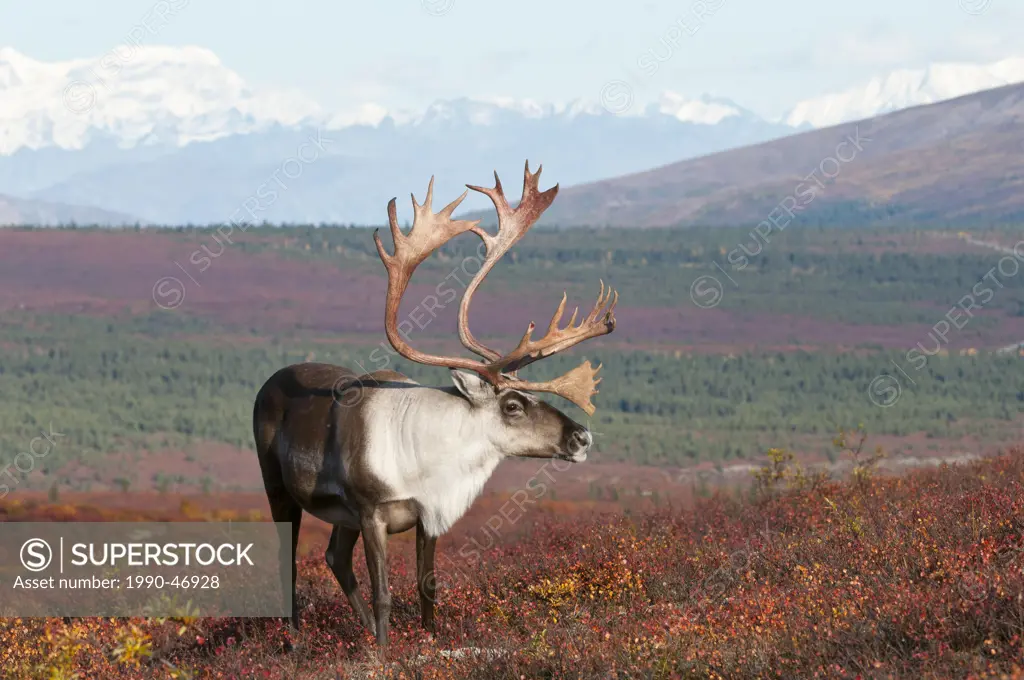 Barren_ground caribou Rangifer tarandus granti, bull, on fall tundra, Denali National Park, Alaska, United States of America