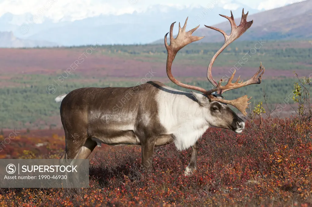 Barren_ground caribou Rangifer tarandus granti, bull, on fall tundra, Denali National Park, Alaska, United States of America