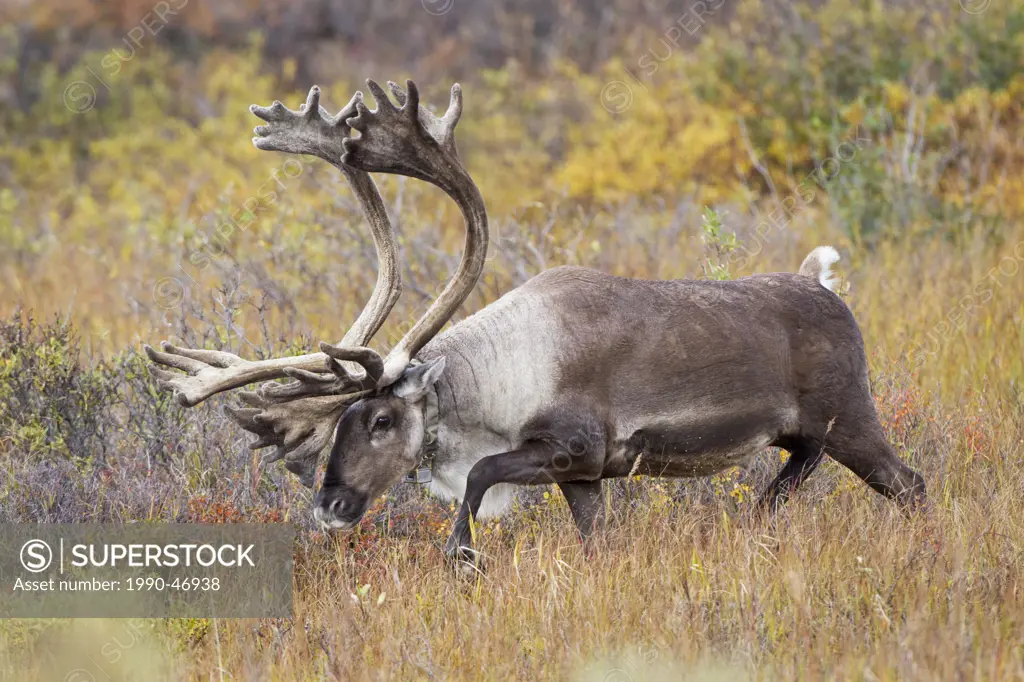 Barren_ground caribou Rangifer tarandus granti, radio_collared bull, on tundra in fall colours, Denali National Park, Alaska, United States of America