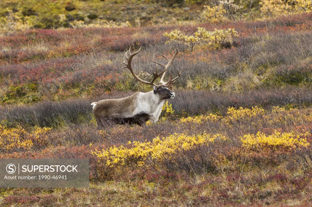 Barren_ground caribou Rangifer tarandus granti, bull on fall tundra, Highway Pass, Denali National Park, Alaska, United States of America