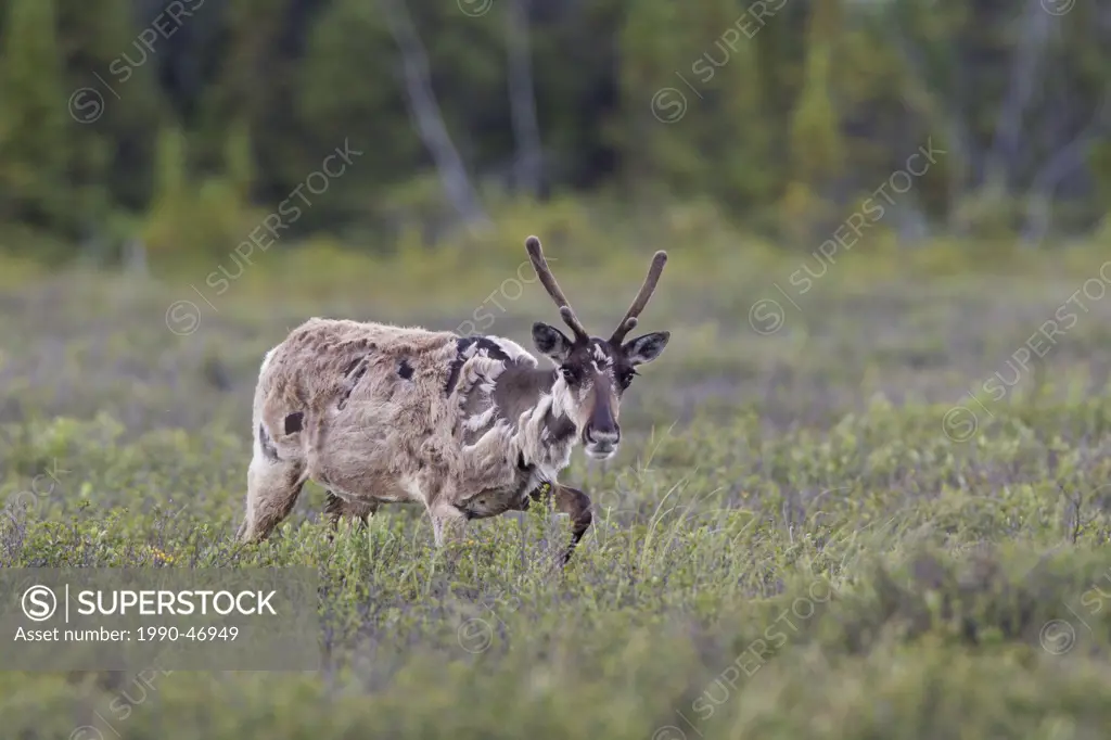 Caribou Rangifer tarandus, cow, shedding, Seward, Alaska, United States of America