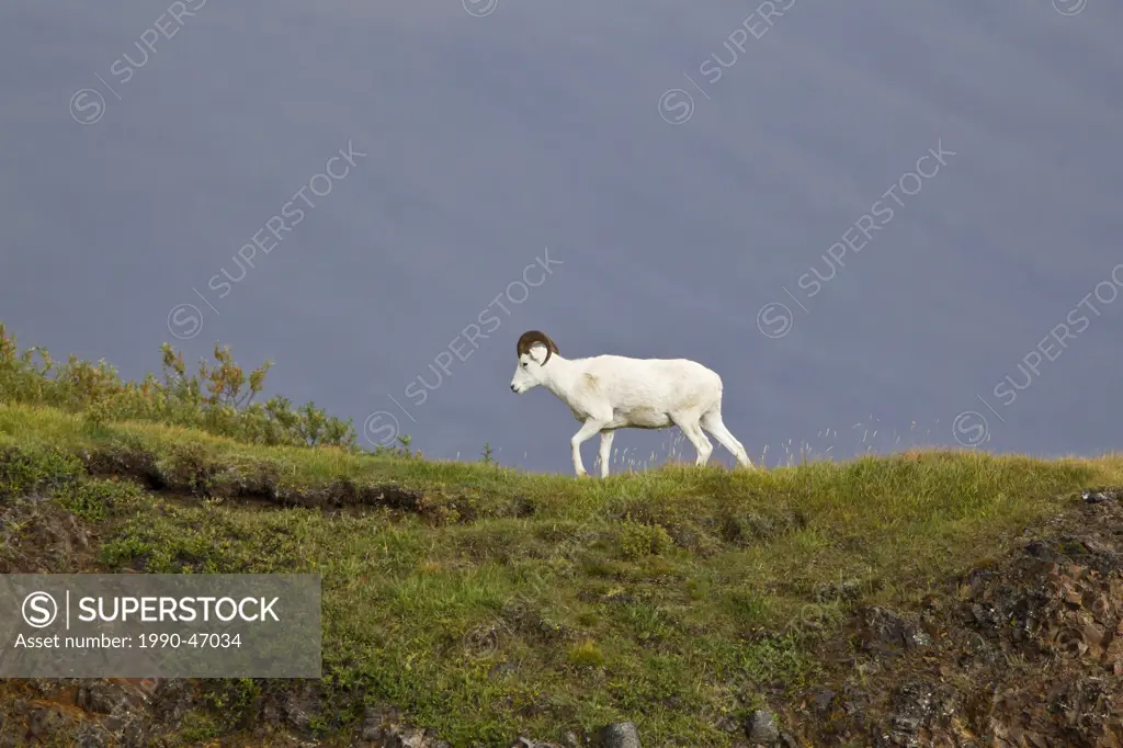 Dall sheep Ovis dalli dalli, ram, Polychrome Pass, Denali National Park, Alaska, United States of America