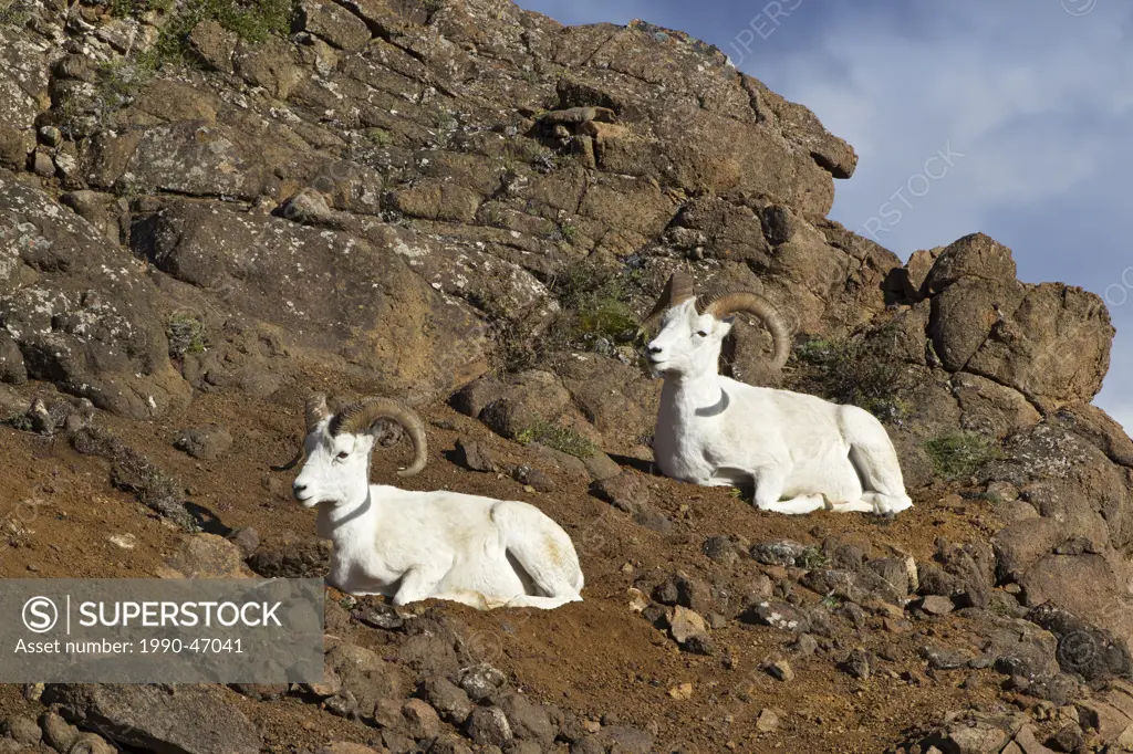 Dall sheep Ovis dalli dalli, rams, Polychrome Pass, Denali National Park, Alaska., United States of America