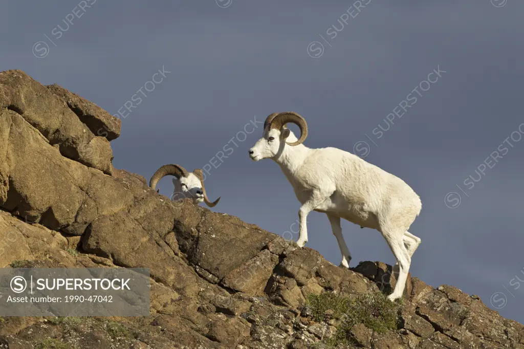 Dall sheep Ovis dalli dalli, rams, Polychrome Pass, Denali National Park, Alaska, United States of America