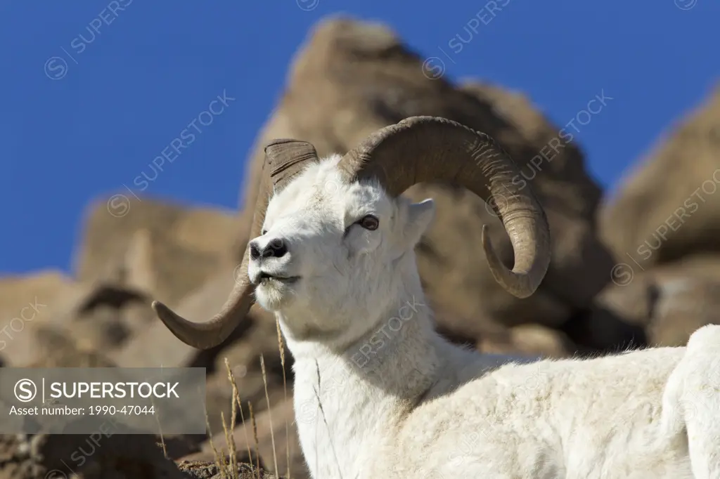 Dall sheep Ovis dalli dalli, ram, Polychrome Pass, Denali National Park, Alaska, United States of America