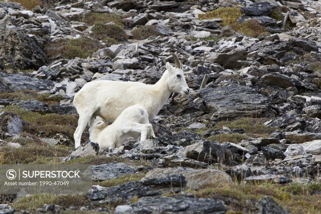 Dall sheep Ovis dalli dalli, ewe nursing lamb, Savage River Loop, Denali National Park, Alaska, United States of America