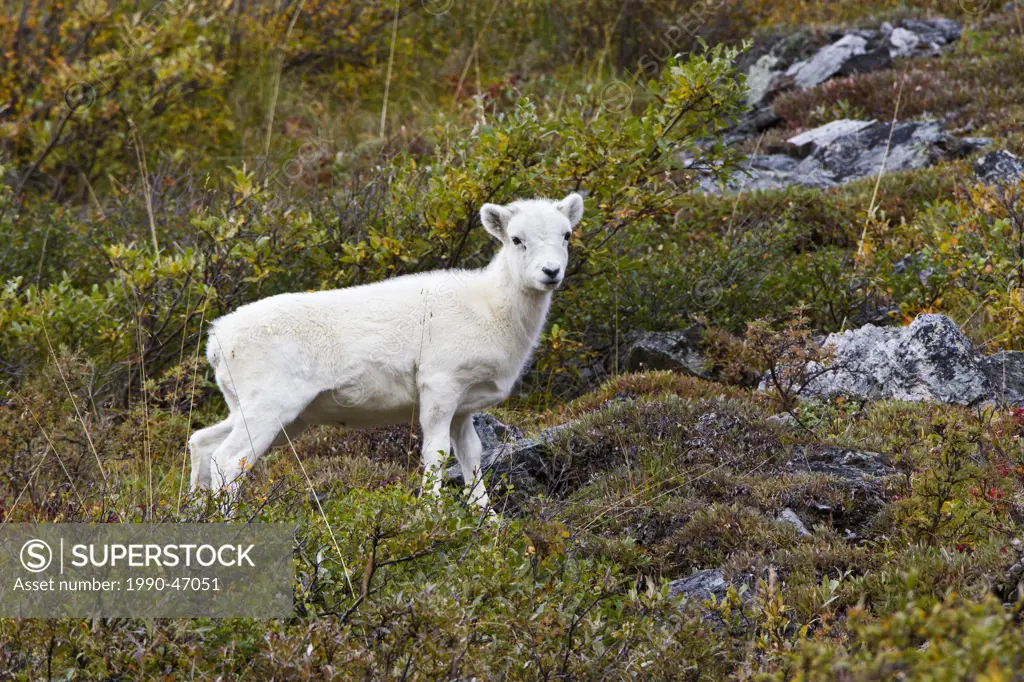 Dall sheep Ovis dalli dalli, lamb, Savage River Loop, Denali National Park, Alaska, United States of America