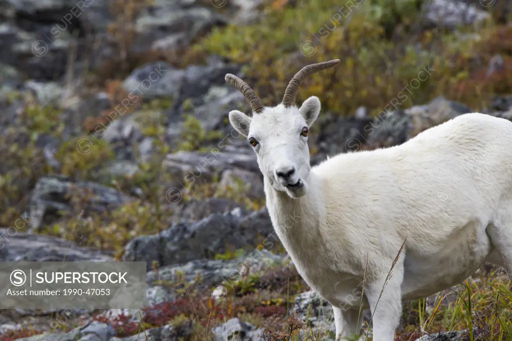 Dall sheep Ovis dalli dalli, ewe, Savage River Loop, Denali National Park, Alaska, United States of America