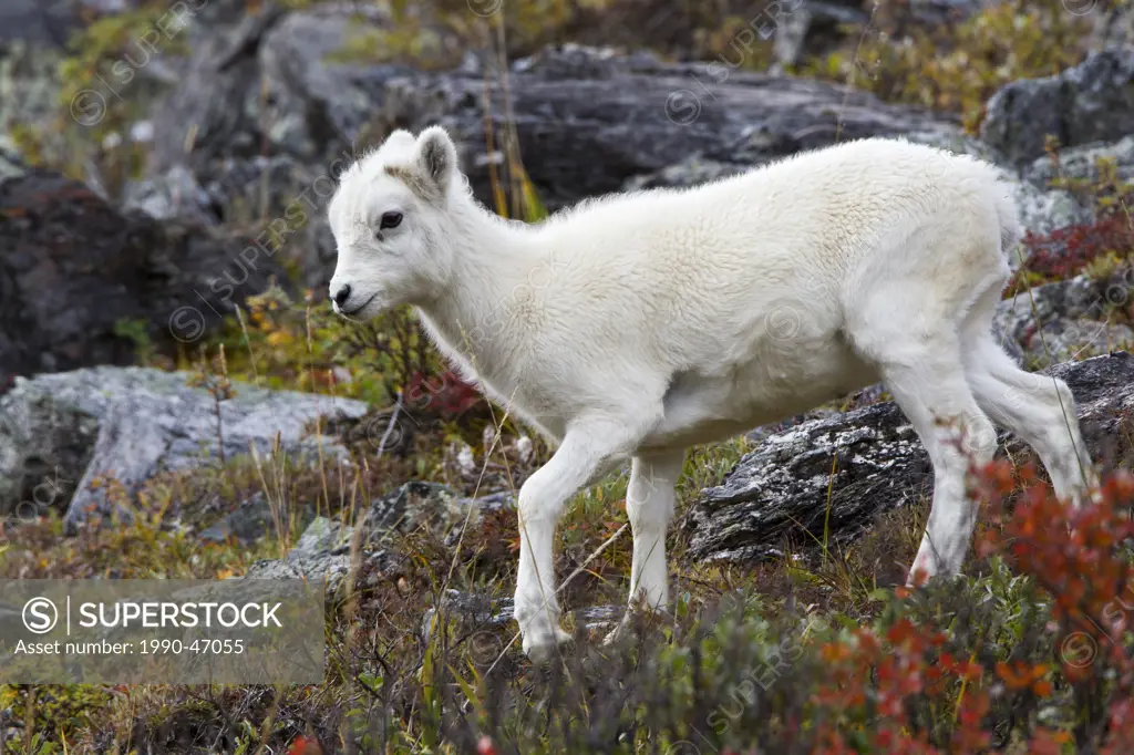 Dall sheep Ovis dalli dalli, lamb, Savage River Loop, Denali National Park, Alaska, United States of America