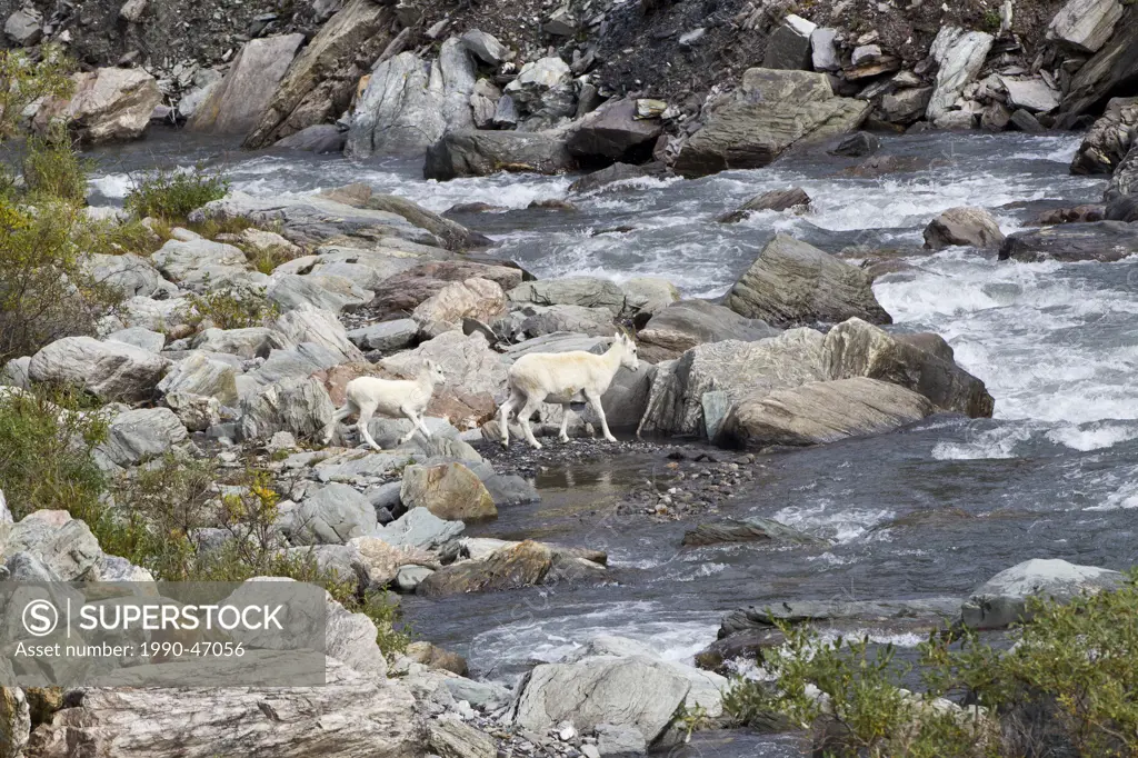 Dall sheep Ovis dalli dalli, ewe and lamb by Savage River, Savage River Loop, Denali National Park, Alaska, United States of America