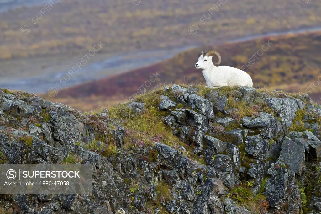 Dall sheep Ovis dalli dalli, ram and fall colour, Polychrome Pass, Denali National Park, Alaska, United States of America