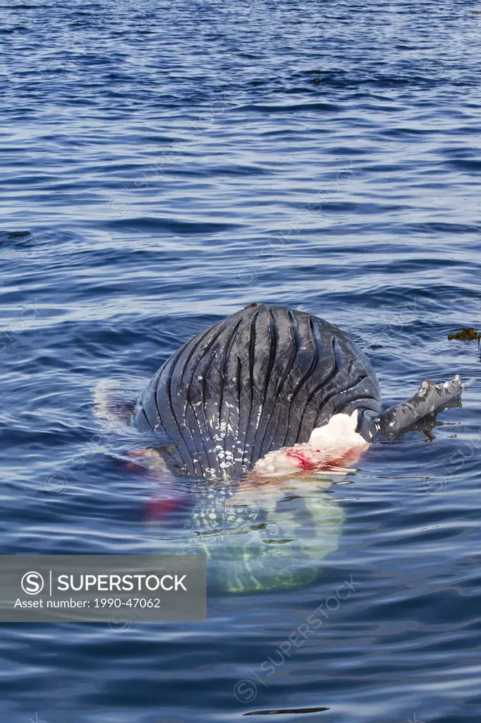 Dead humpback whale Megaptera novaeangliae, ventral view, off Kodiak Island, Alaska, United States of America