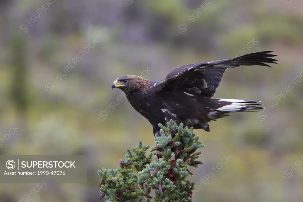Golden eagle Aquila chrysaetos, juvenile, clinging to spruce in strong wind, Denali National Park, Alaska, United States of America