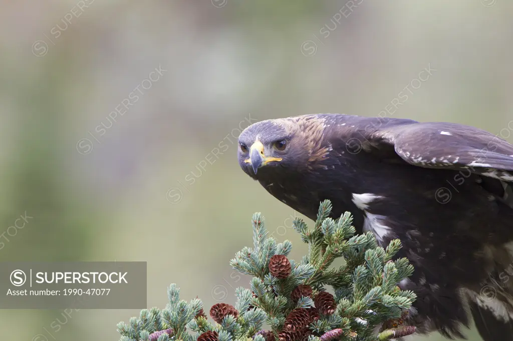 Golden eagle Aquila chrysaetos, juvenile, clinging to spruce in strong wind, Denali National Park, Alaska, United States of America