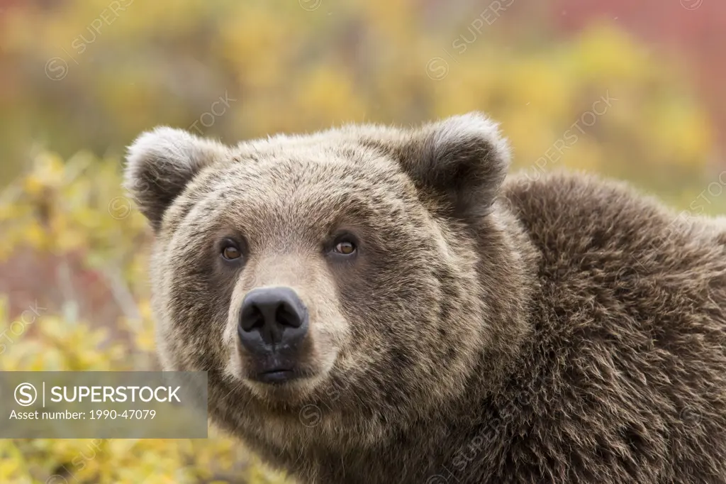 Grizzly bear Ursus arctos horribills, in fall colour, Denali National Park, Alaska, United States of America