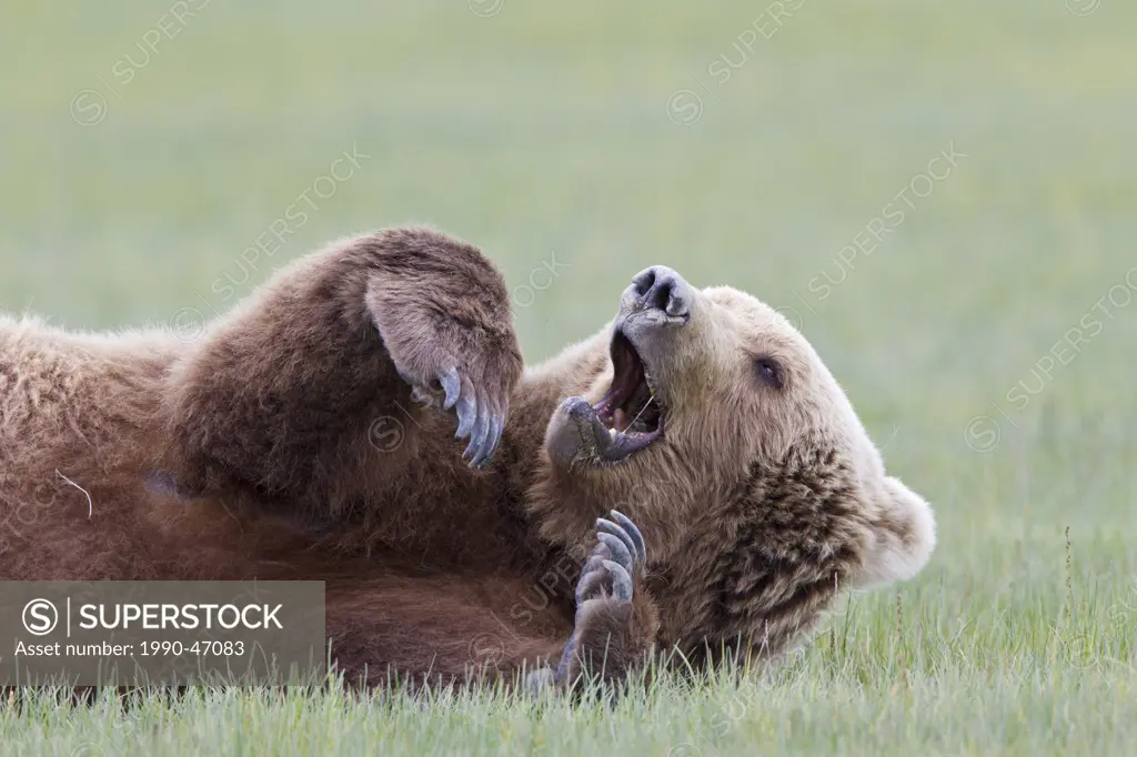 Grizzly bear/Alaska brown bear Ursus arctos horribilis, sow yawning, Hallo Bay, Katmai National Park, Alaska, United States of America