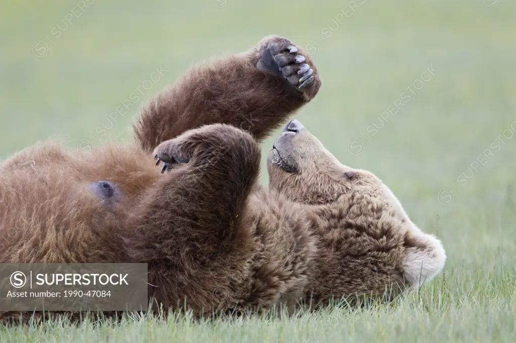 Grizzly bear/Alaska brown bear Ursus arctos horribilis, sow resting, Hallo Bay, Katmai National Park, Alaska, United States of America
