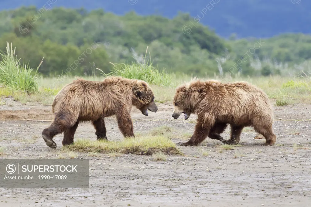 Grizzly bears/Alaska brown bears Ursus arctos horribilis, interacting, Hallo Bay, Katmai National Park, Alaska, United States of America