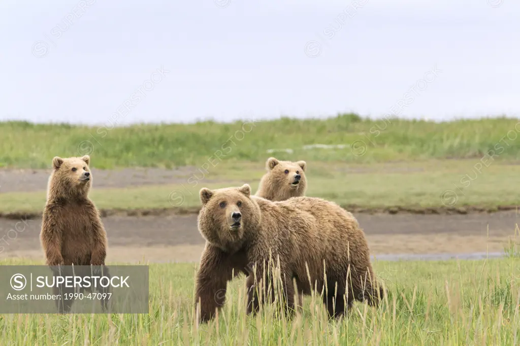 Grizzly bear/Alaska brown bear Ursus arctos horribilis, sow and yearling cubs alarmed at off_camera boar, Hallo Bay, Katmai National Park, Alaska, Uni...