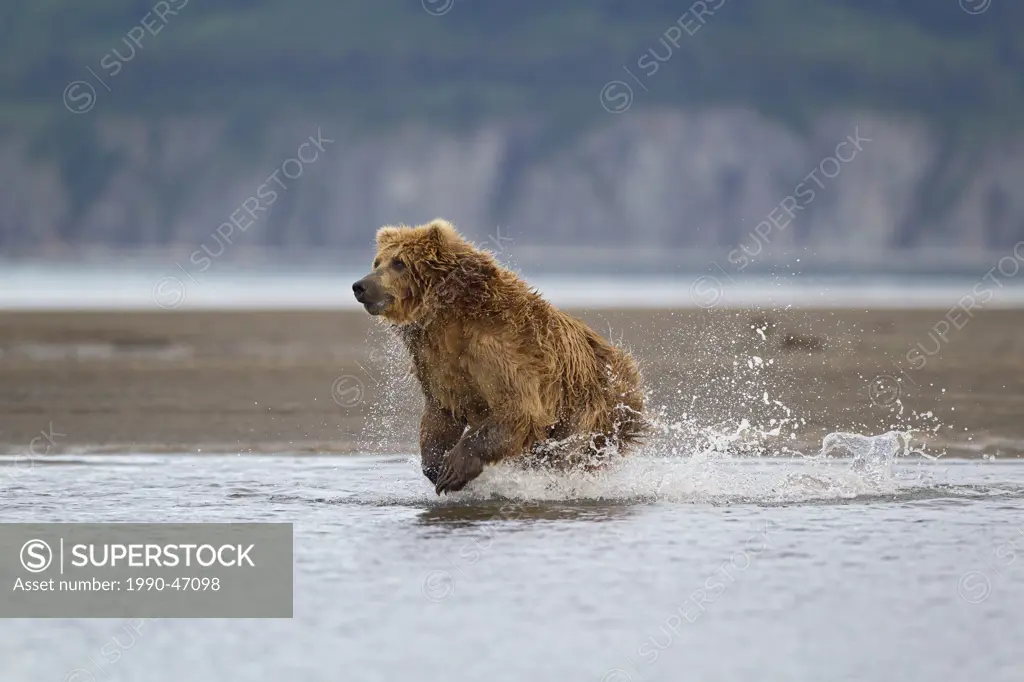 Grizzly bear/Alaska brown bear Ursus arctos horribilis, chasing salmon Oncorhynchus spp., Hallo Bay, Katmai National Park, Alaska, United States of Am...