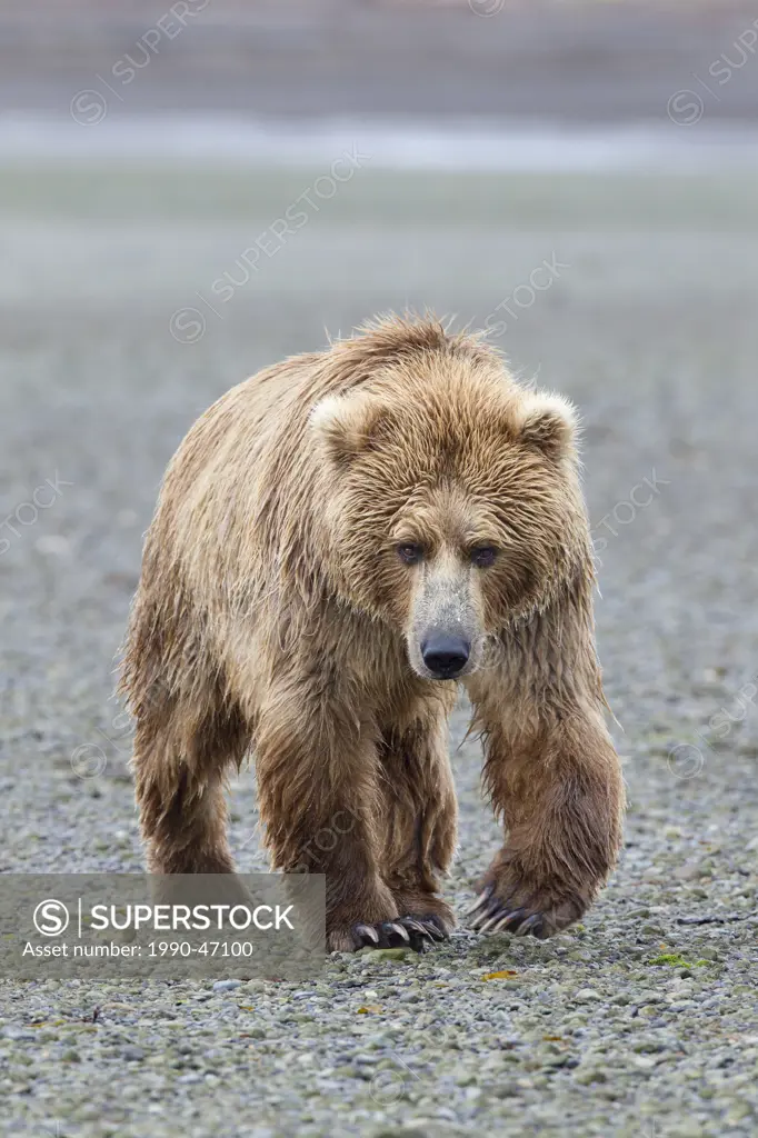 Grizzly bear/Alaska brown bear Ursus arctos horribilis, Hallo Bay, Katmai National Park, Alaska, United States of America