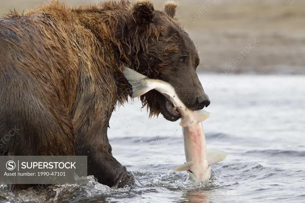 Grizzly bear/Alaska brown bear Ursus arctos horribilis, with chum salmon Oncorhynchus keta, Hallo Bay, Katmai National Park, Alaska, United States of ...