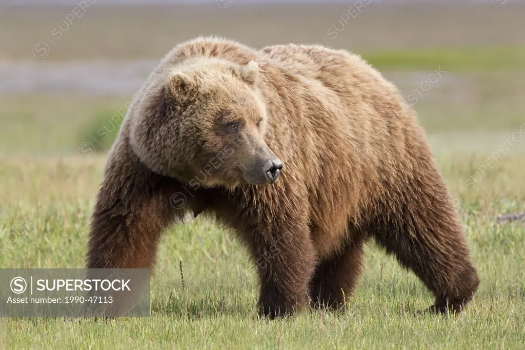Grizzly bear/Alaska brown bear Ursus arctos horribilis, sow and yearling cub, Hallo Bay, Katmai National Park, Alaska, United States of America