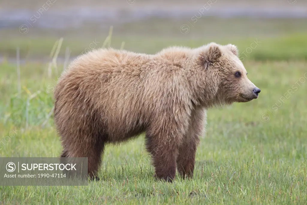 Grizzly bear/Alaska brown bear Ursus arctos horribilis, yearling cub, Hallo Bay, Katmai National Park, Alaska, United States of America