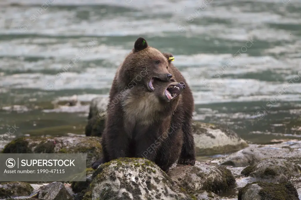 Grizzly bear Ursus arctos horribilis, cubs, play wrestling, Chilkoot River, Haines, Alaska, United States of America