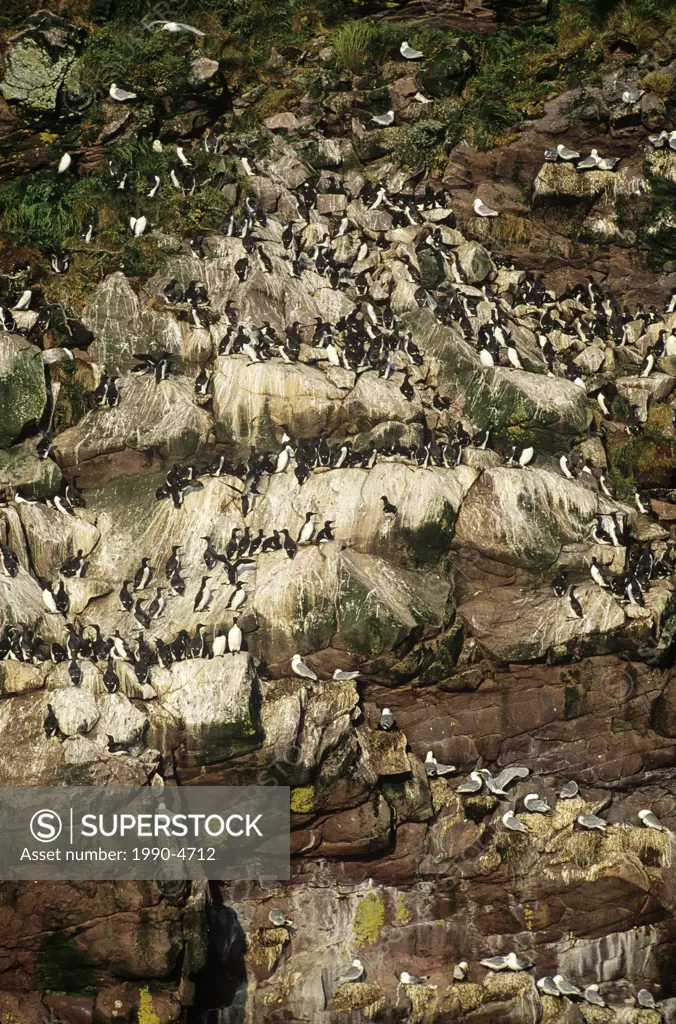 Common Murres in Witless Bay Ecological Reserve, Newfoundland and Labrador, Canada