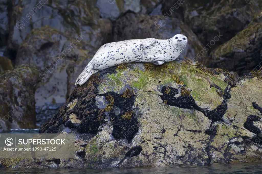Harbour seal Phoca vitulina, at haul_out, Kenai Fjords National Park, Alaska, United States of America