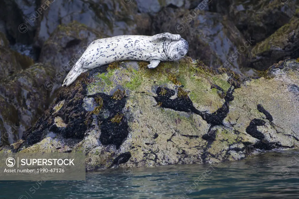 Harbour seal Phoca vitulina, at haul_out, Kenai Fjords National Park, Alaska, United States of America