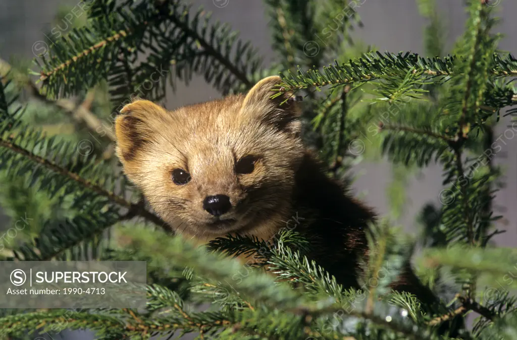 Portrait of a Pine Marten, Canada