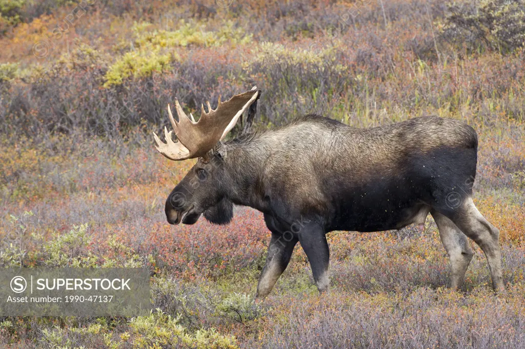 Moose Alces alces gigas, bull shedding velvet, in fall colour, Denali National Park, Alaska, United States of America
